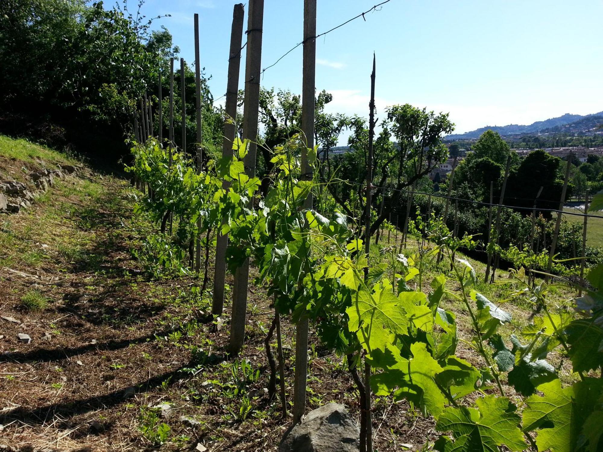 Bergamo Bnb Villa di Serio Экстерьер фото